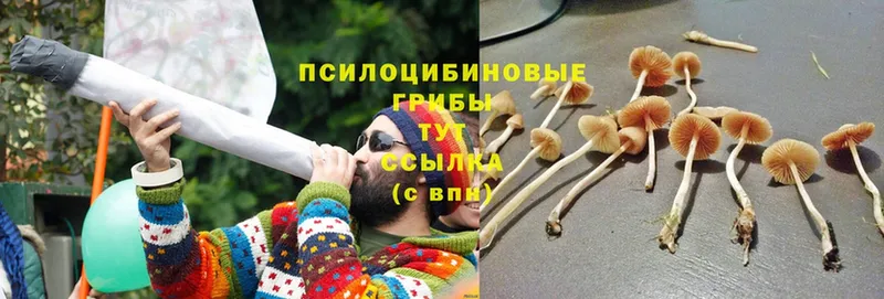 Галлюциногенные грибы MAGIC MUSHROOMS  хочу наркоту  Новосибирск 